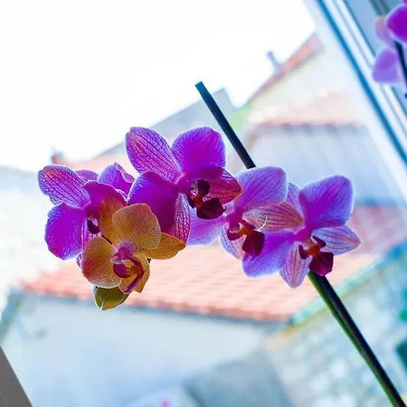 Luxury Two-bedroom By The Sea U Kalu Apartman *